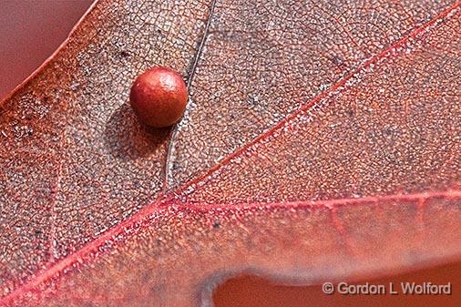 Orb On An Autumn Oak Leaf_28354-60.jpg - Photographed at Smiths Falls, Ontario, Canada.